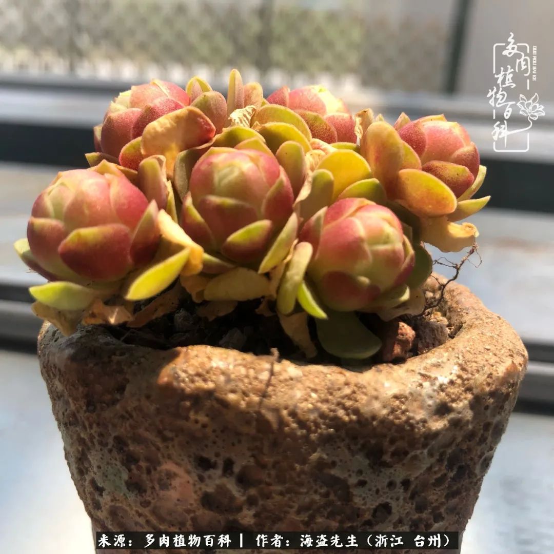 山地玫瑰养护顺口溜,山地玫瑰的养护种植注意事项视频