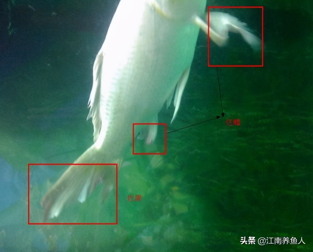 观赏鱼最常见的8种鱼病,大型观赏鱼土霉素治疗鱼病用法