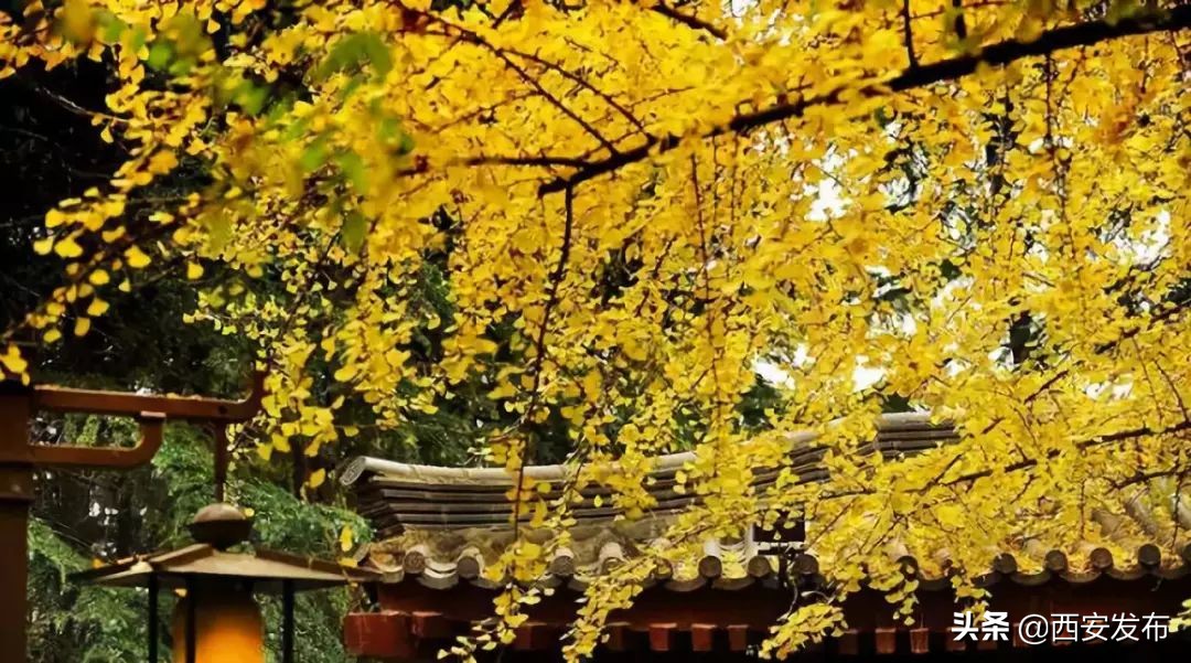 西安赏秋,西安赏秋红叶好去处