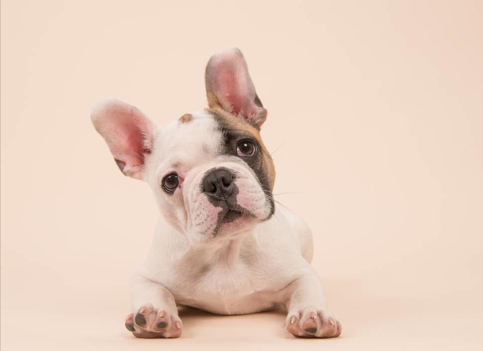 法国斗牛犬体味很重怎么办,斗牛犬体臭怎么解决