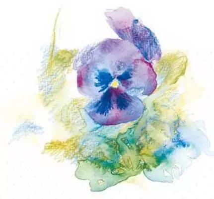 彩铅画云堇教程,三色堇彩铅画图片