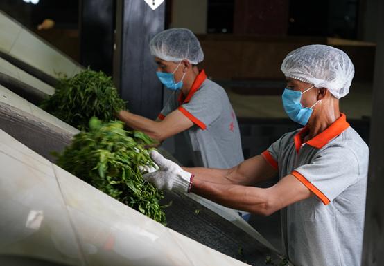 我的“真”你知道丨七彩云南·庆沣祥“全球讲真督茶官”为你鉴真