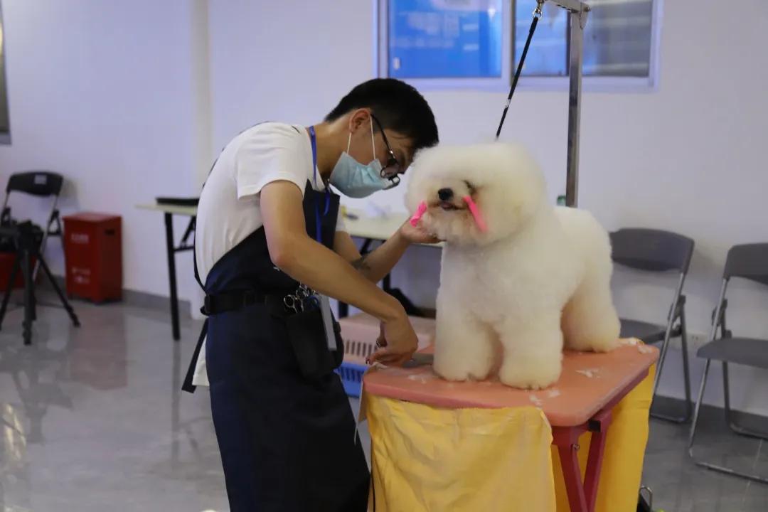 成绩公布！“品谱杯”GPGA第14届宠物美容师资格鉴定考试