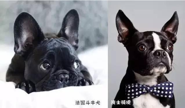 十大最容易认错的狗排名,最容易被认成土狗的几种名犬