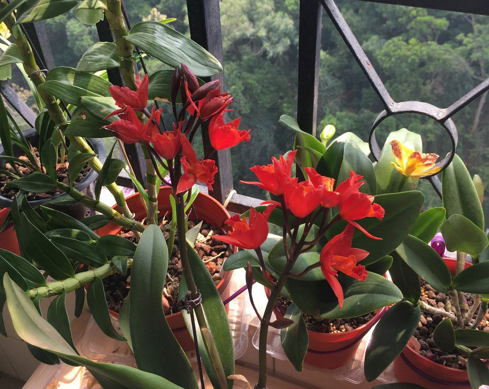 花盆中的羊粪异味闻到头晕，怎么去除呢？自制无臭味的养花肥料