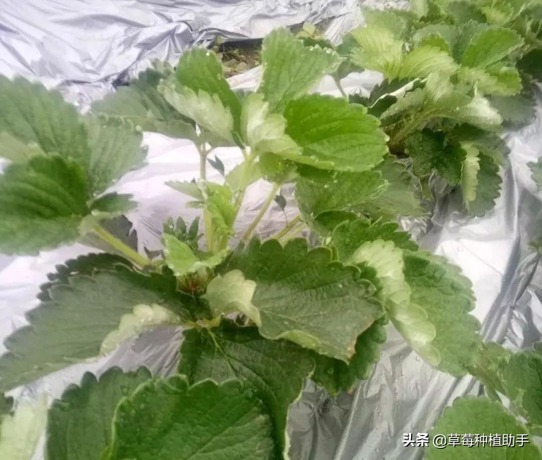 草莓花果期怎么治蚜虫,草莓花果期的管理现在知道不晚