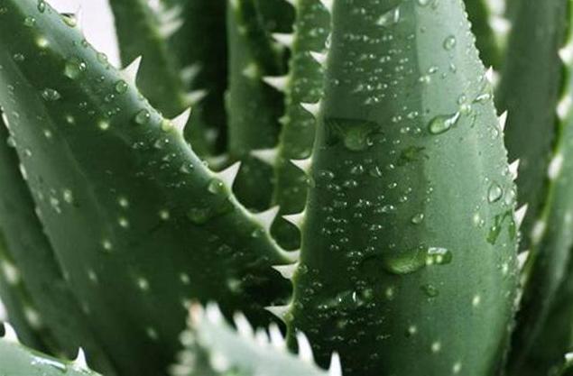 如何自制芦荟面膜,怎样自制芦荟补水面膜最好