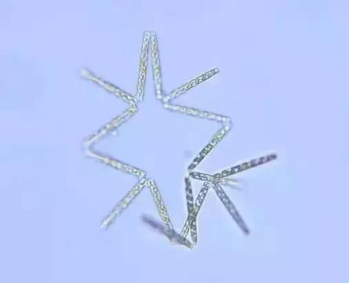 水产养殖藻类老化是怎样的,水产养殖显微镜下各种藻类