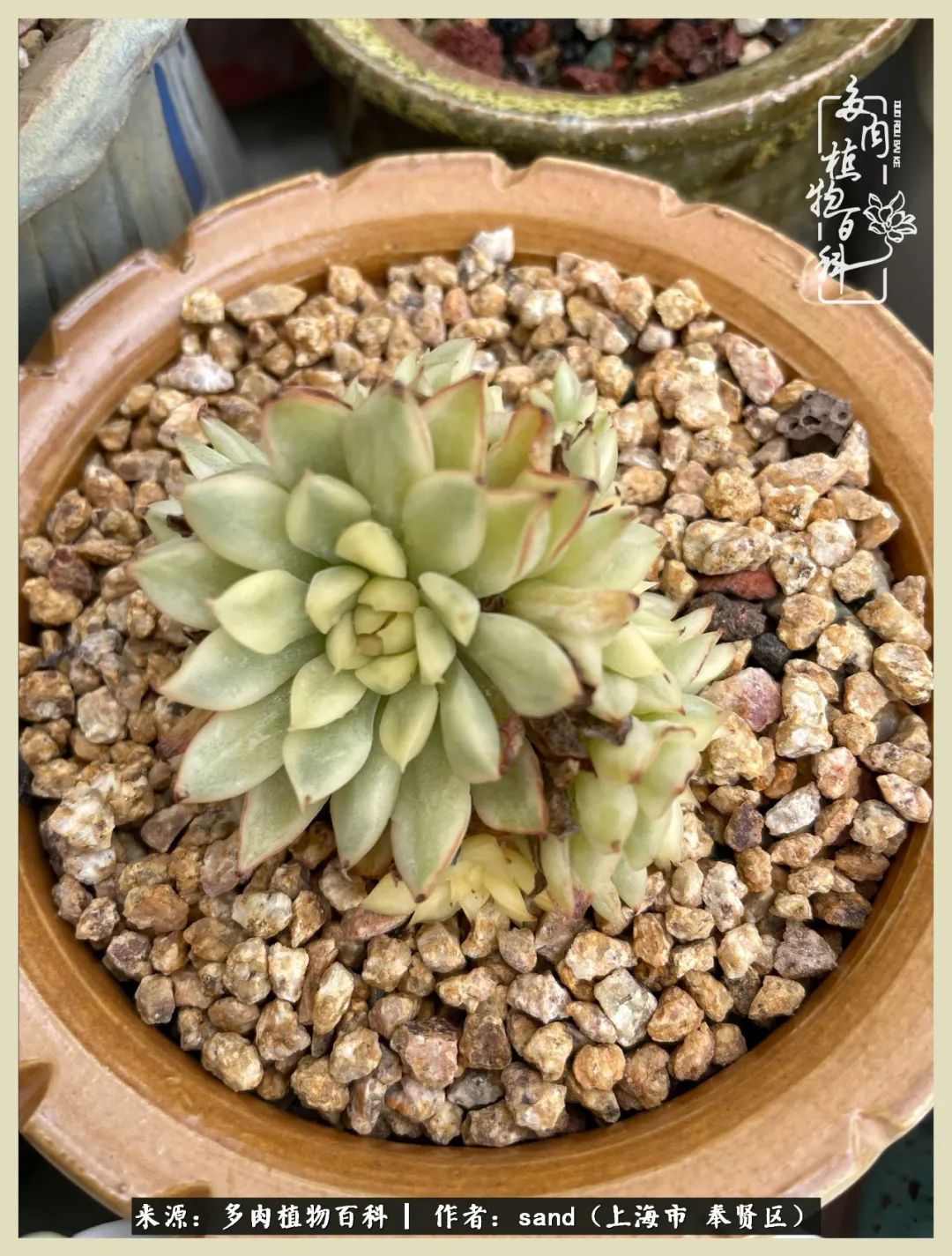 多肉怎么度过三伏天,多肉在三伏天怎么度夏