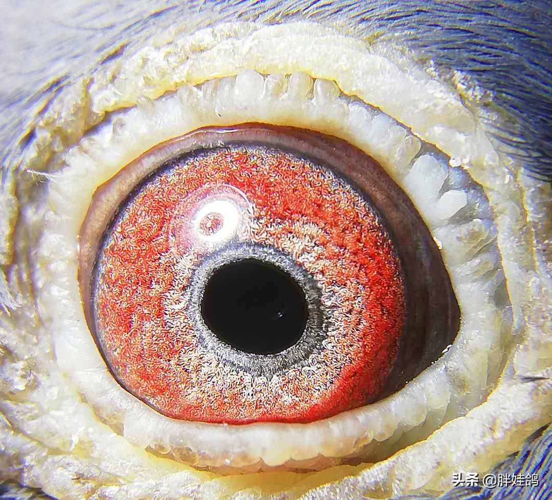 鸽子单眼伤风流泪最有效办法,鸽子单眼伤风用什么药治好