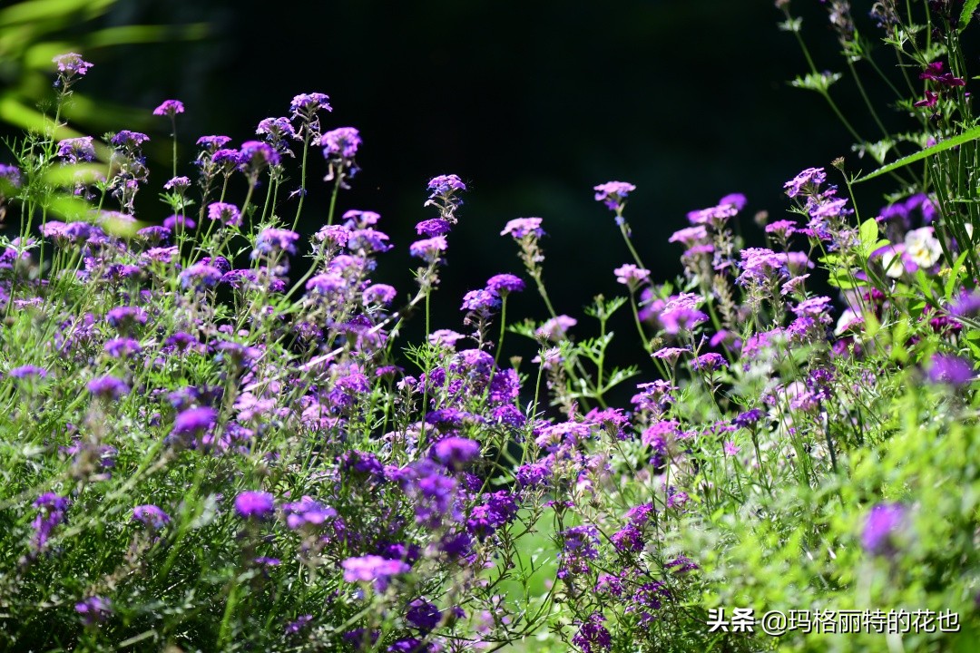 徒长花草怎样处理,徒长的树木怎么处理