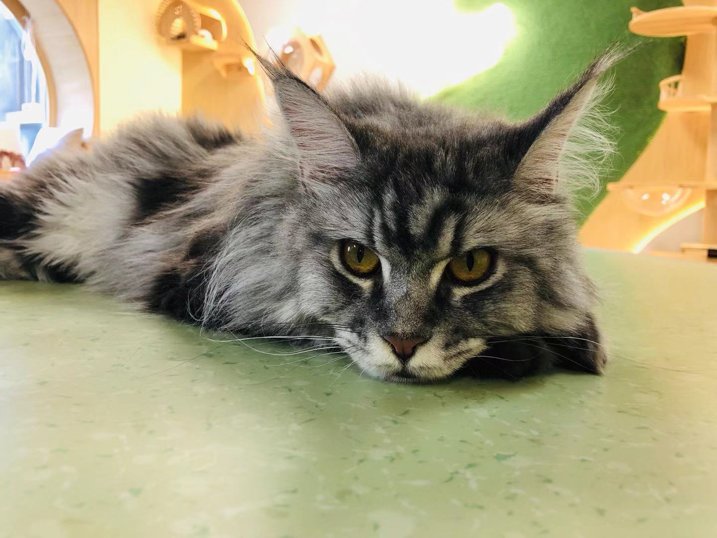 猫咪咖啡馆哪个最好,北京有名的猫咪咖啡馆