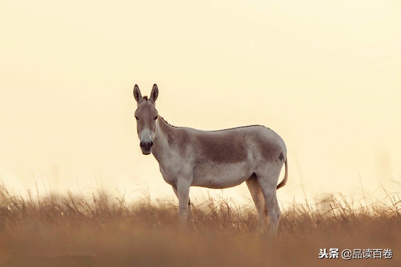 神农架发现狼头驴,中国原始森林神农架驴头狼研究