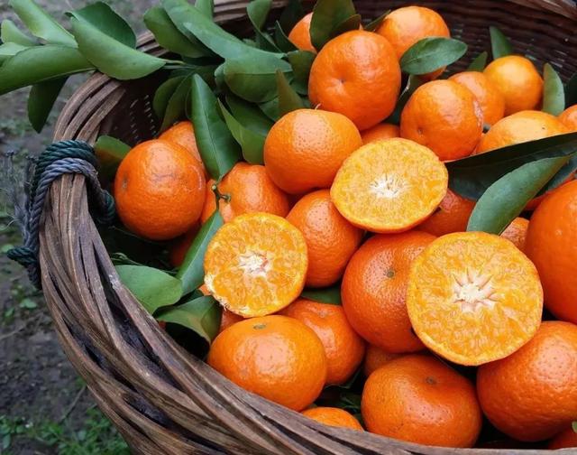 砂糖橘为什么崩盘,砂糖桔一夜暴富的原因