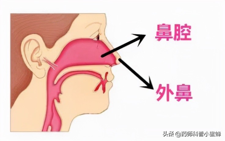 关于滴鼻剂正确使用方法,滴鼻剂使用方法正确的是