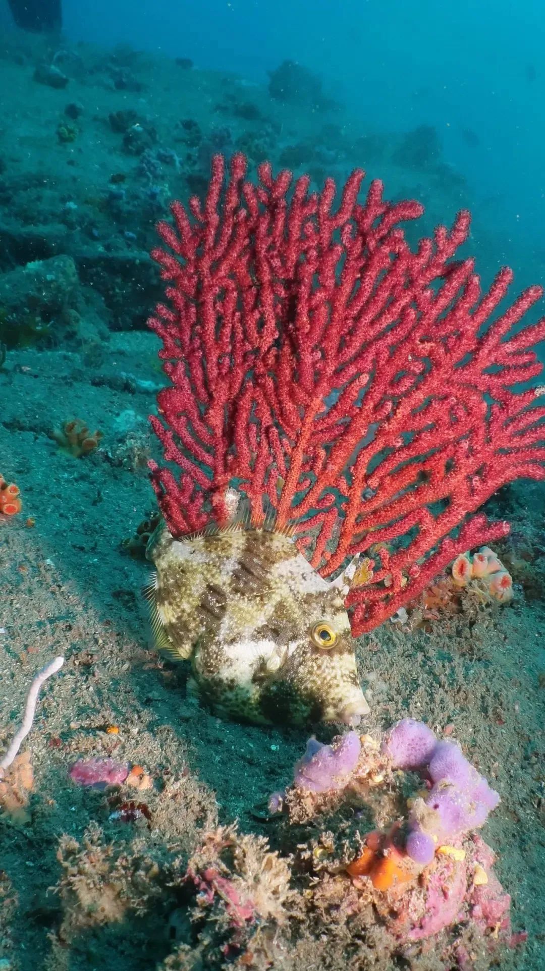 厦门不止鼓浪屿,厦门不止有海还有茉莉花
