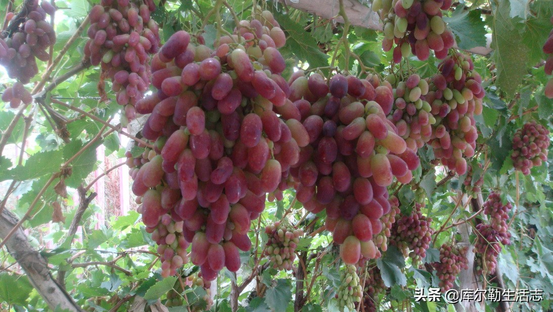 新疆哈密新品种葡萄,新疆新品种葡萄