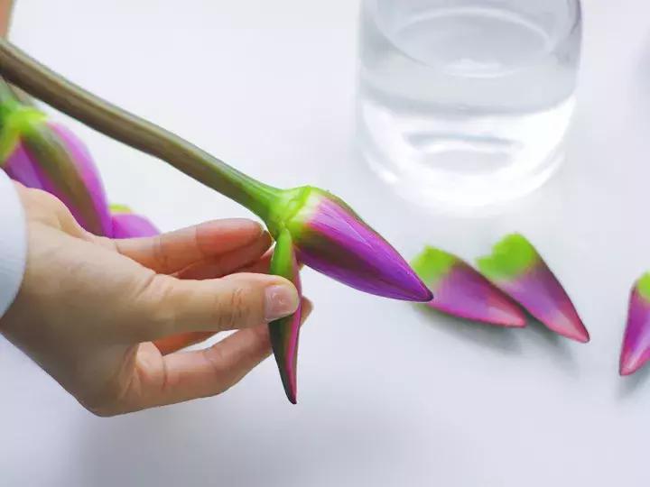 睡莲怎么养能开久一点,睡莲在室内如何养护才能快速开花