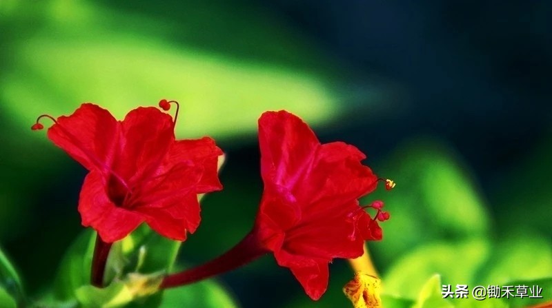 温馨紫茉莉,好看的紫茉莉