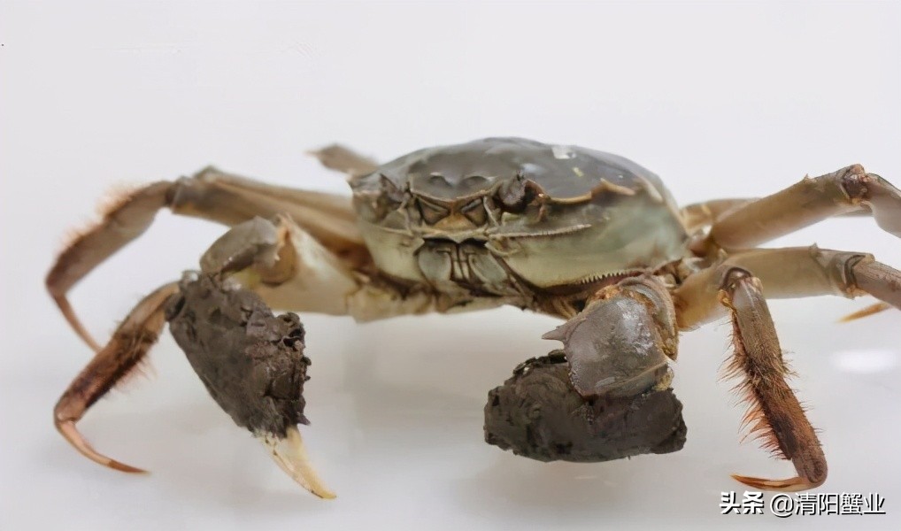 怎么分辨熟母蟹和公蟹的区别,如何区分公蟹还是母蟹