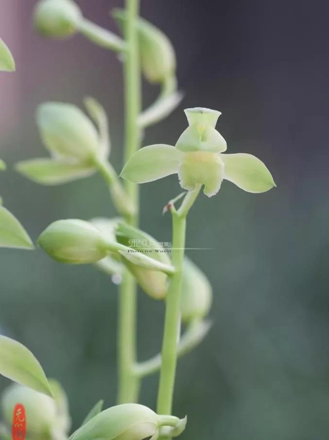 蕙兰素心图片大全欣赏,蕙兰荷形素心图片
