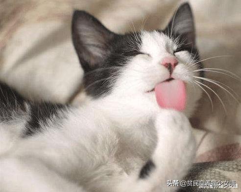 猫咪舔毛被主人抓,猫咪舔自己的毛的传言