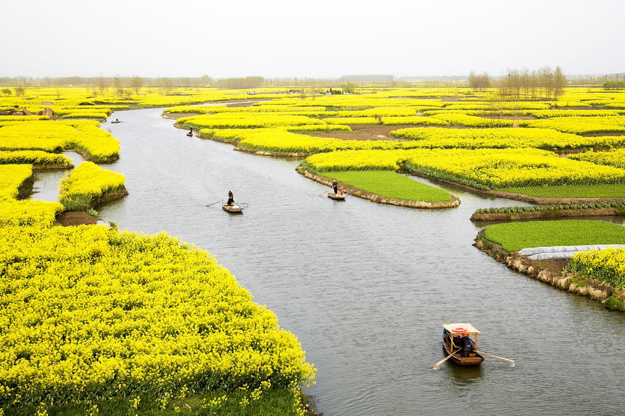 世界四大名花海,世界四大花海排名