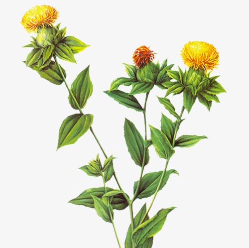 藏红花通草益母草能通经活血吗,活血化瘀的中草药藏红花