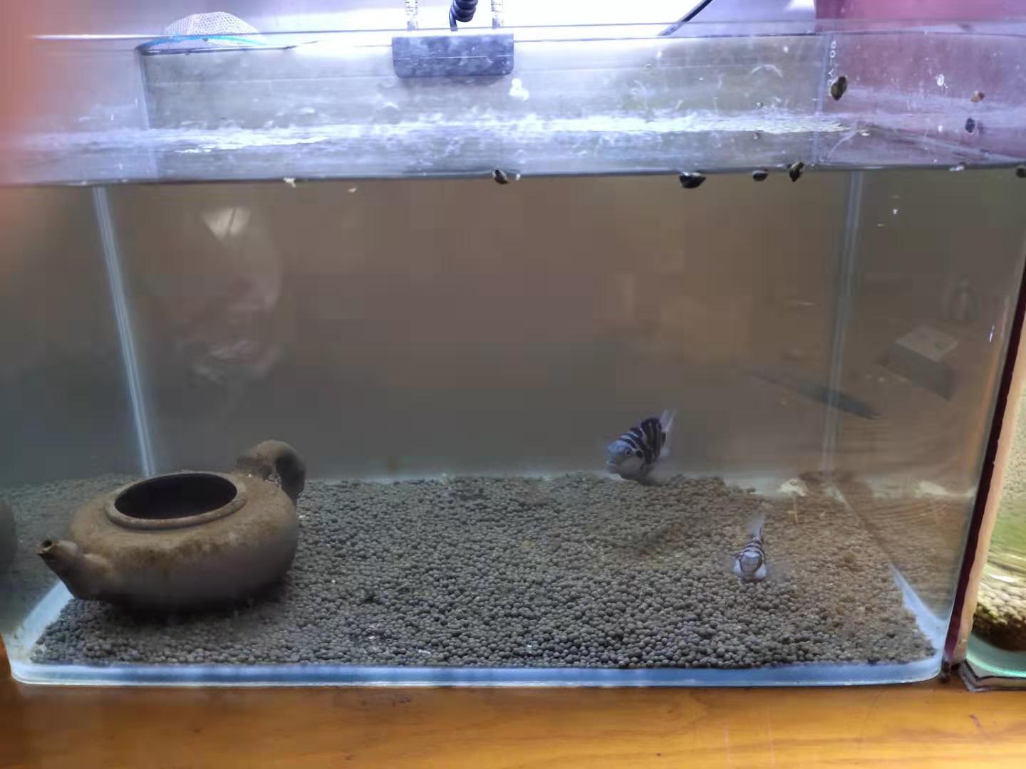 鱼缸滤材背后的秘密,昂贵鱼缸滤材值不值得买