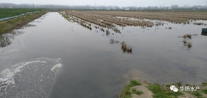处理青苔最好的办法,水泥地上青苔怎么快速处理干净