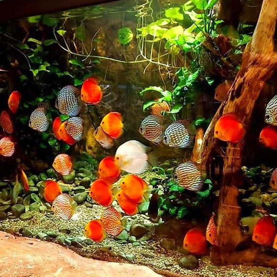 鱼缸硝酸盐高对鱼有什么危害,硝酸盐对动物有害吗