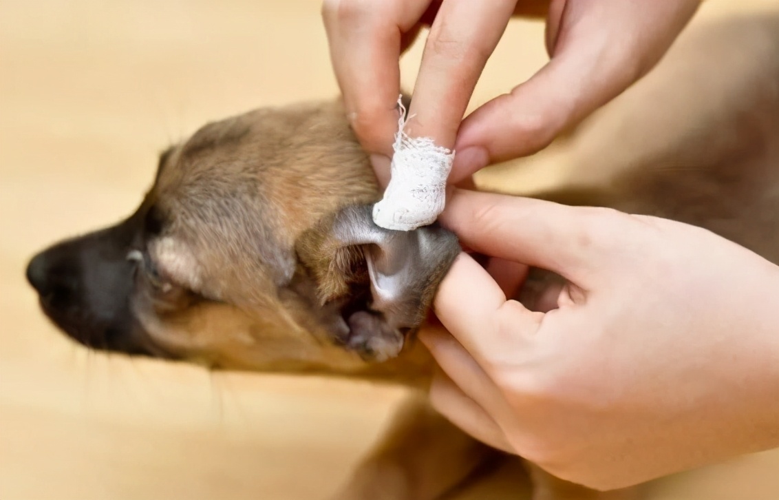 狗狗身上破了个大洞怎么治,狗狗身上破了一个口子怎么办