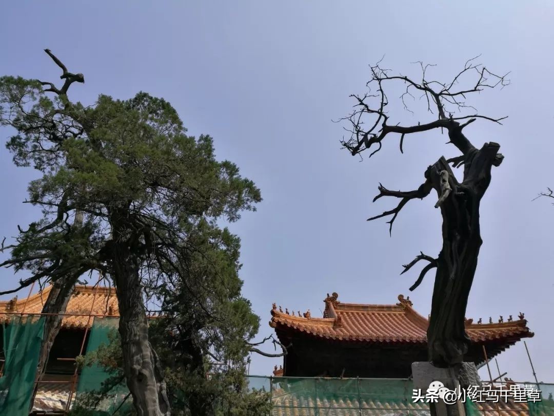 曲阜孔府孔庙孔林历史背景,曲阜孔府孔庙孔林一游