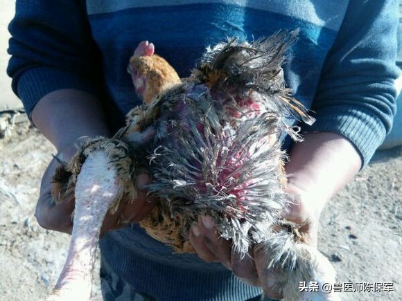 小鸡啄羽啄肛是什么原因,鸡啄羽啄肛的原因和解决方法