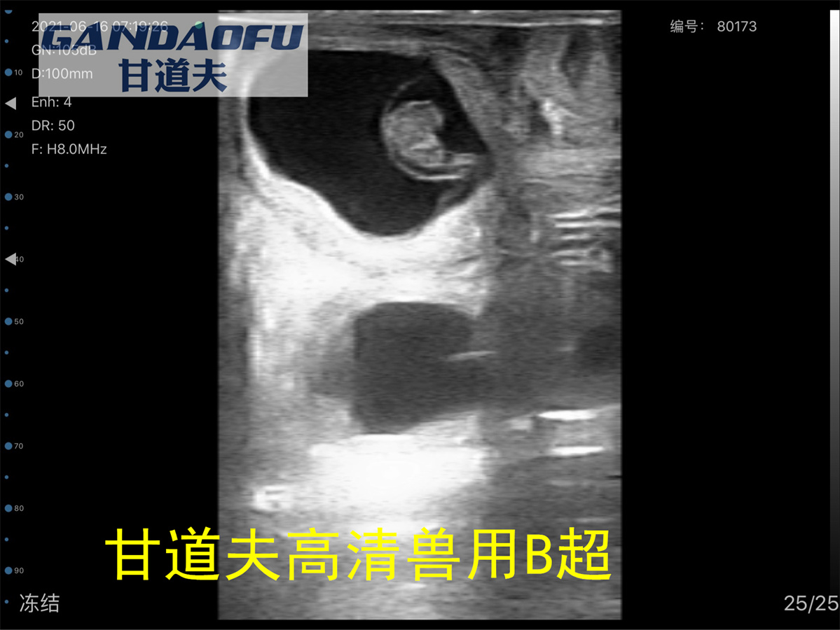 兽用b超机怎么测试猪怀孕,兽用b超机如何看母猪怀孕