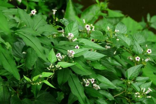 【食药科普大讲堂】不看不知道!岭南宝藏中药材图鉴(三)