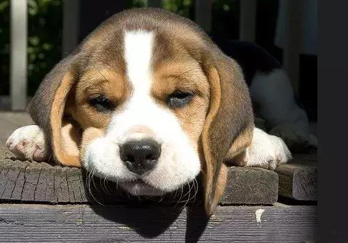 犬细小病毒病的英文,犬细小病毒病的临床分析与防治