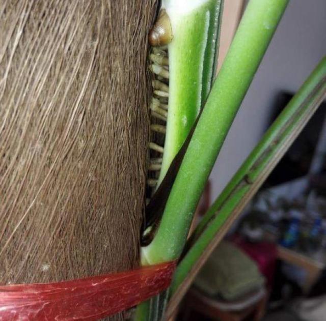 绿萝怎么可以快速长枝条,养绿萝只需加几粒它绿萝疯长