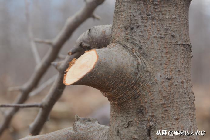 图说果树,自由纺锤形果树整形修剪视频