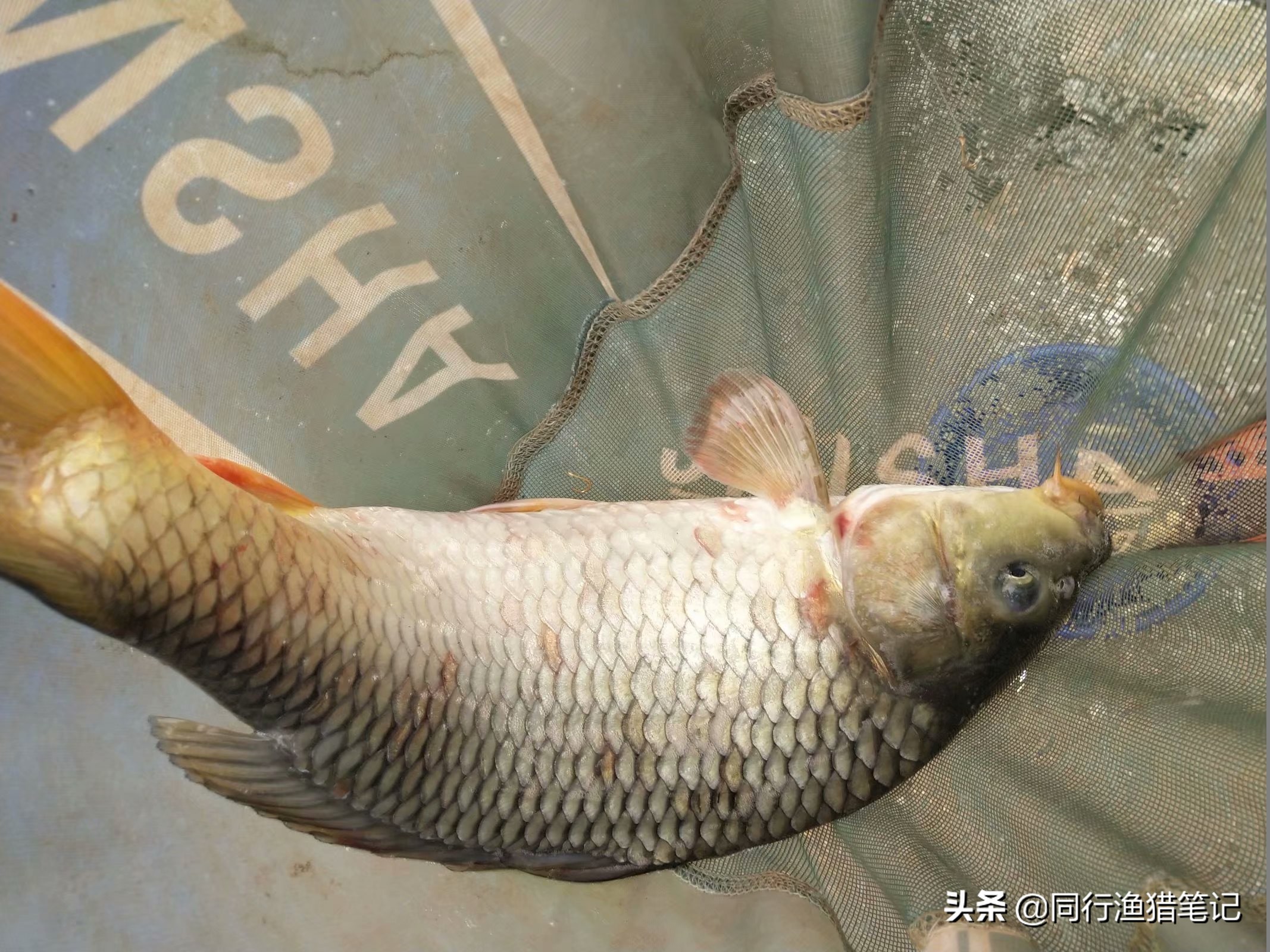 鱼有红血丝怎么治,鱼身上出现红血斑怎么办图片