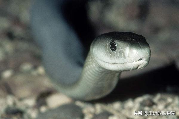 秒杀非洲狮，黑曼巴蛇的实力有多恐怖？能否称作毒蛇中的天花板？