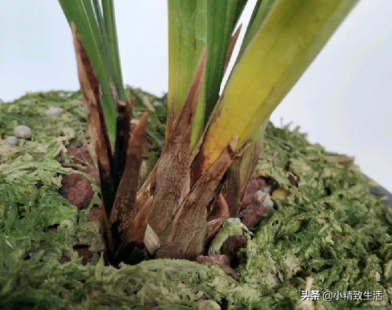 兰花常见五种病害及推荐用药,天气越来越热怎么预防兰花病害