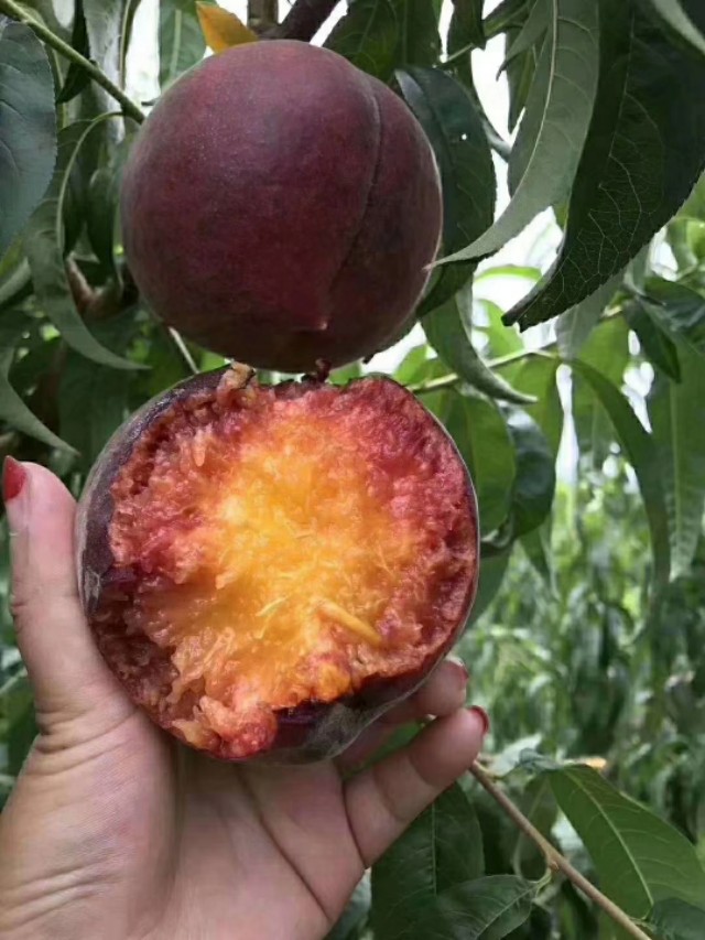 桃树前景,桃树种植前景及利润