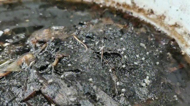 卫生间小虫子蛾蠓怎么来的,卫生间有小虫蛾蚋怎么治