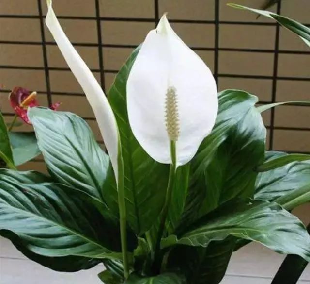 白掌如何养护才能开花,白掌如何多开花