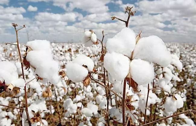 各种被芯,被芯哪种材质比较好