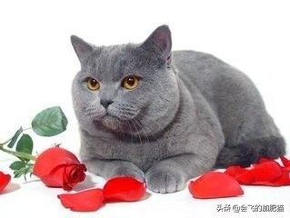 小店区英国短毛猫铲屎官,专业铲屎官视频