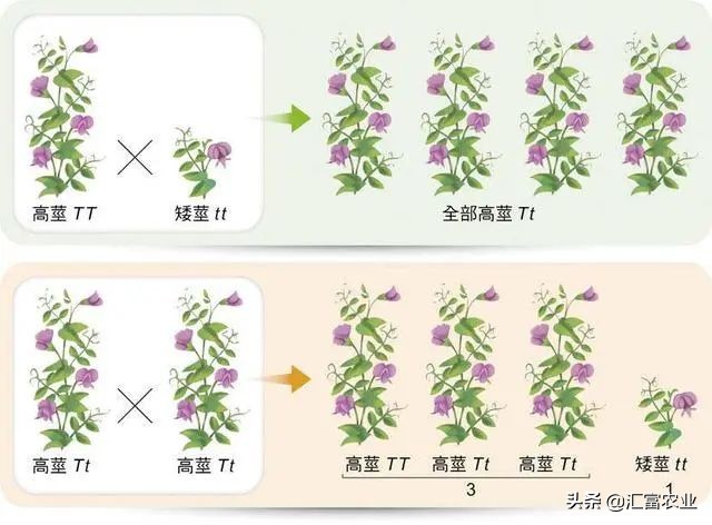 为什么种子公司的种子不能留种,农业种子为什么不能自留