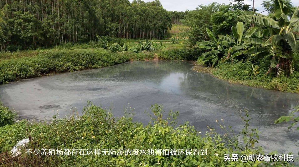 养殖场粪水应该如何处理,养殖场废水无害化处理方法