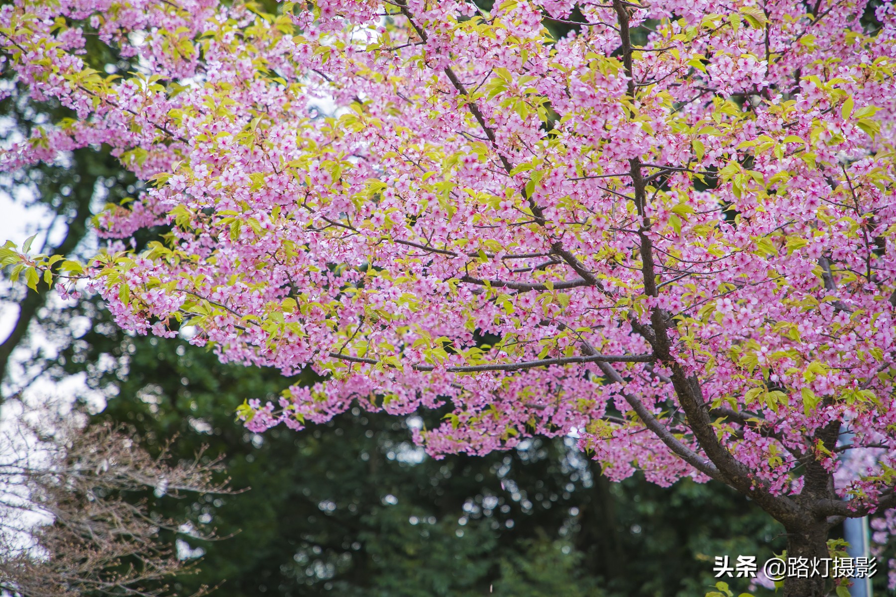大津，不能错过的日本小众赏樱地，距离京都仅10分钟车程